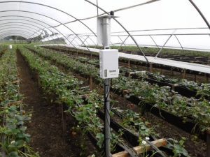 Instalacion de equipos Cultivo de Fresa Unal-2