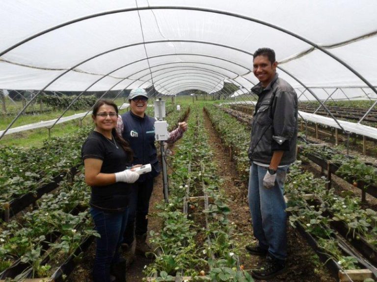 Instalacion de equipos Cultivo de Fresa Unal